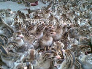 最實(shí)惠江蘇珍珠雞苗批發(fā),南京珍珠雞苗出售,連云港珍珠雞苗批發(fā)_農(nóng)副產(chǎn)品_世界工廠網(wǎng)中國產(chǎn)品信息庫