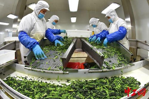 江蘇連云港 探訪食品加工企業(yè)的創(chuàng)新與發(fā)展